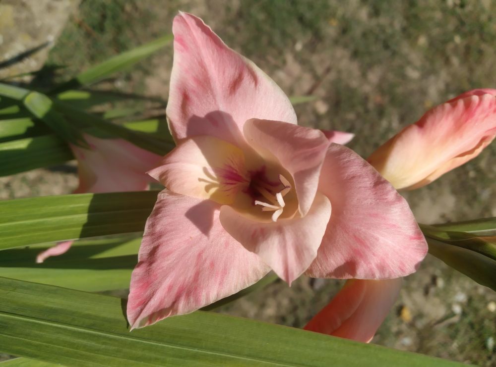 Closeup of pink and yellow Gladiolus flower