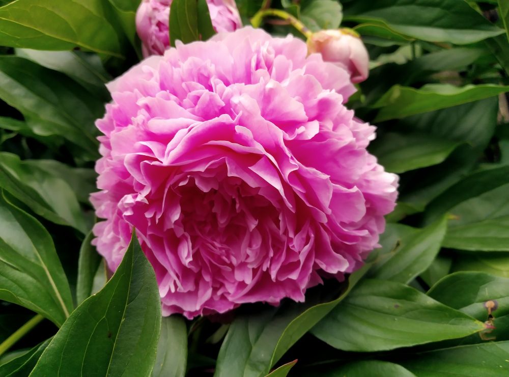Close-up of pink peony flower 