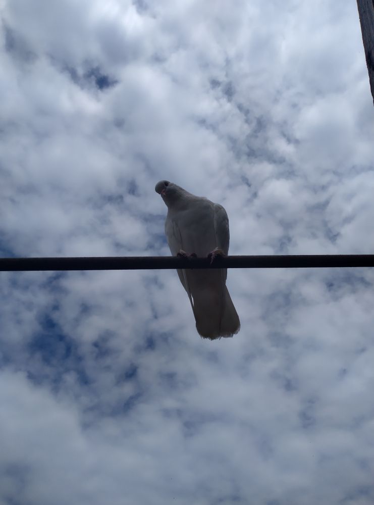 A white dove standing on a metal pipe looking down to the camera, with the blue sky above almost covered by white clouds