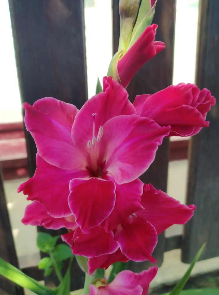 Closeup of red gladiolus flower