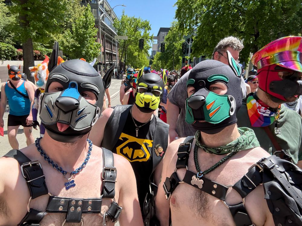 Three pups posing in a Seattle Pride parade. One is grey and blue, another is yellow and black, and the last is green and orange. 