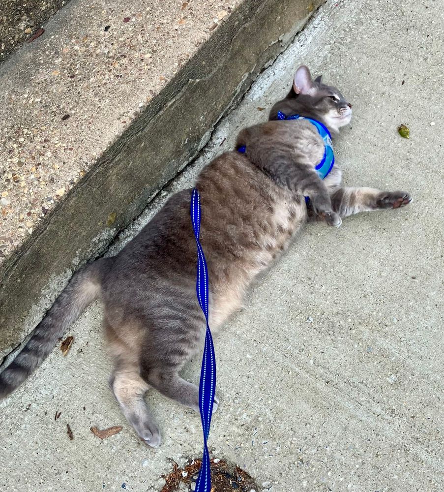Luna, a grey tabby in a blue harness and leash, sprawls across the sidewalk, apparently not in a hurry to get anywhere.