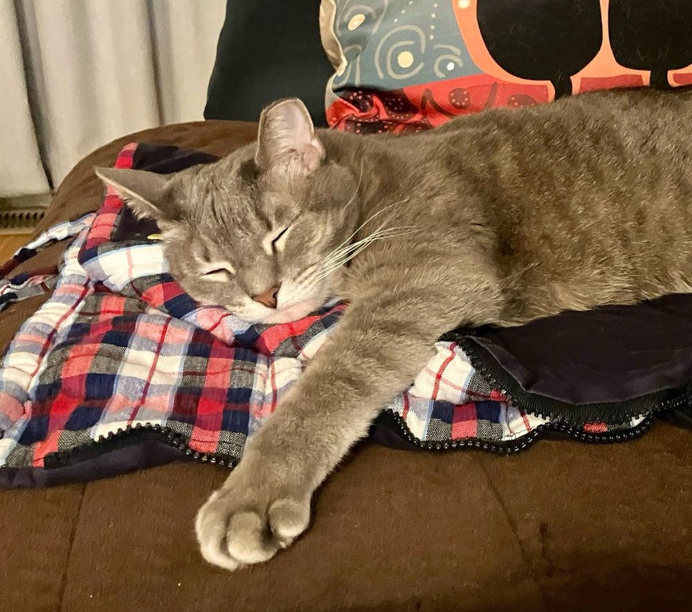 Luna, a grey tabby sleeps peacefully on her blue and red plaid blanket. One paw stretches toward the viewer.