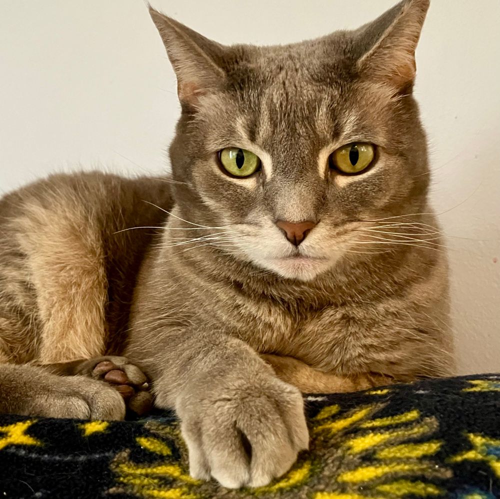 Grey tabby stares intently and disapprovingly towards camera 