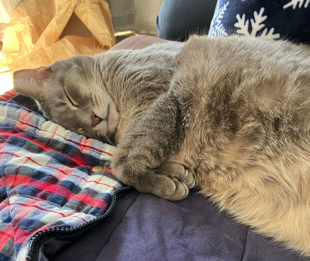 Luna, a grey tabby, snoozes peacefully on her freshly laundered blankie. Freshly laundered because she puked all over it earlier this week, but I got you girl. And better the blanket than the couch.