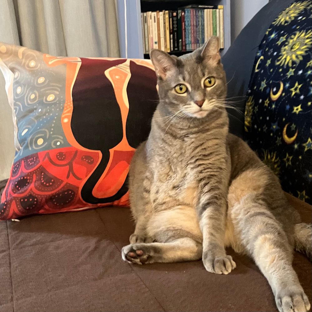 Luna, a grey tabby, sits awkwardly in her favorite spot on the couch with a sad expression on her face because her blanket is missing.