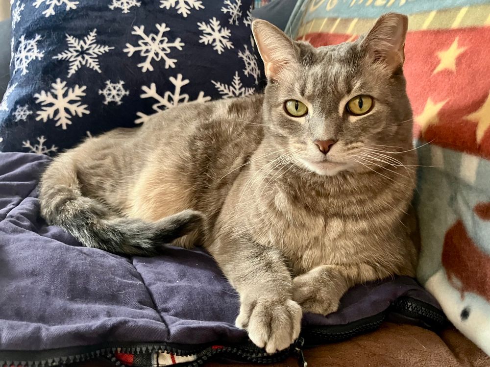 A beautiful grey tabby, staring at the camera, sits on her blankie as though it were a throne.