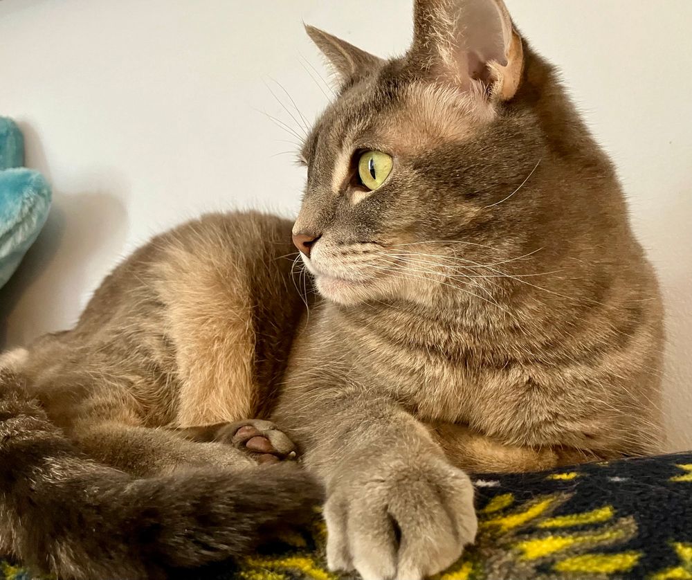 Grey tabby stares intently off camera 