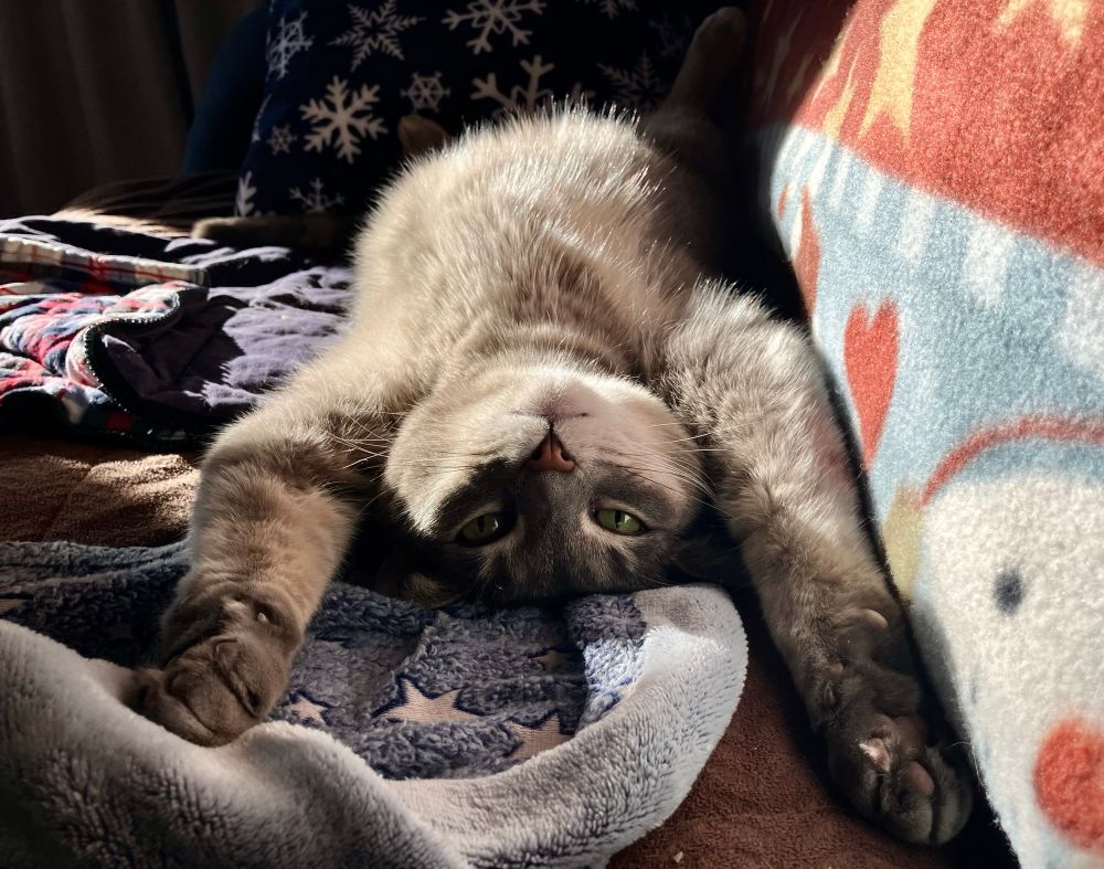 Luna, a grey tabby, basking in a sunbeam on her back, arms stretched overhead 