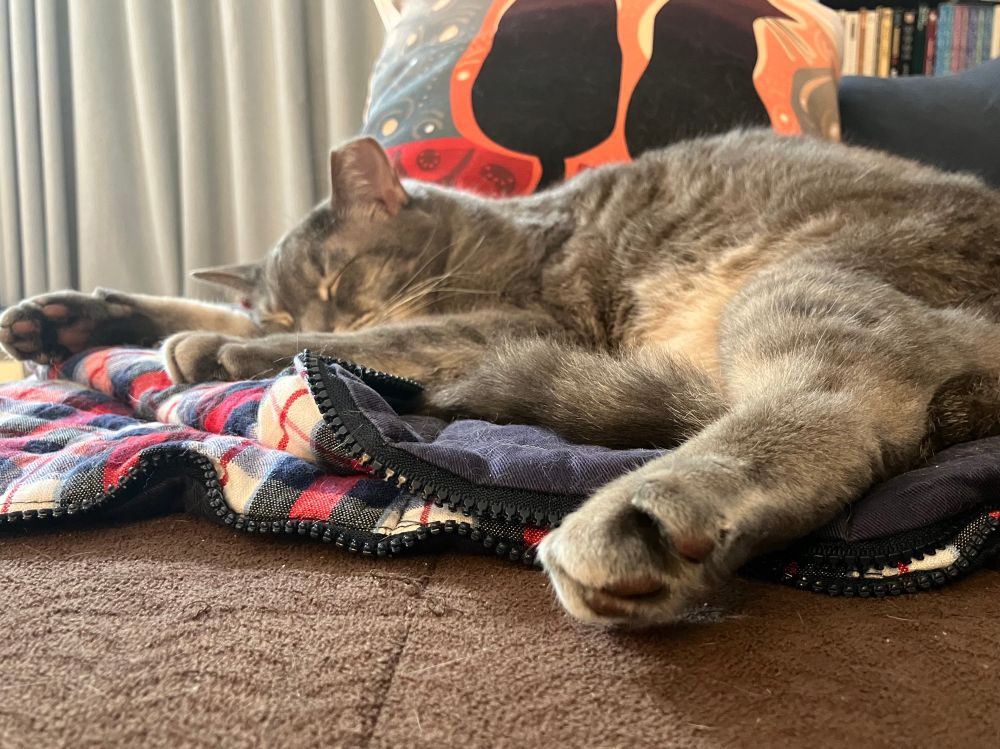Luna, a grey tabby, sleeps peacefully on her blue and red plaid blanket.