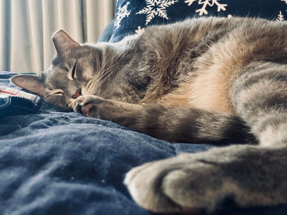 A grey tabby sleeps stretched out on her favorite blanket 