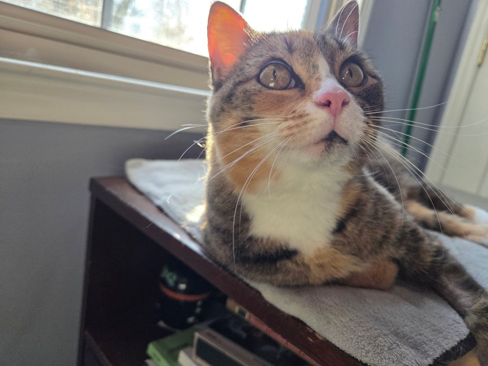 A patched tabby cat with white muzzle, chest, and paws lying on a gray mat by a window. She's facing away from the window, looking up and off to the right. 