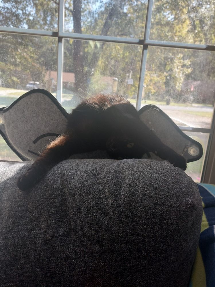 A black cat in a window pod resting on the back of a couch. She's laying backwards out of the middle of the pod, upside down, with her front legs stretched out wide. 