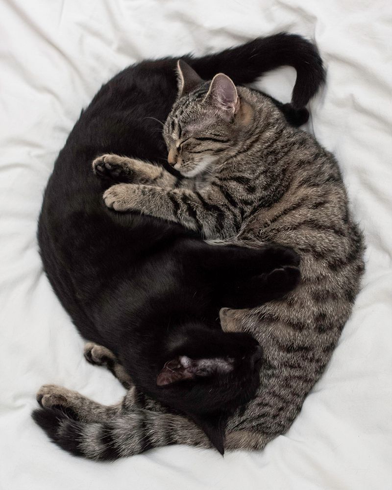 a black and a grey cat sleeping together, cuddled up in the shape in the shape of yin yang
