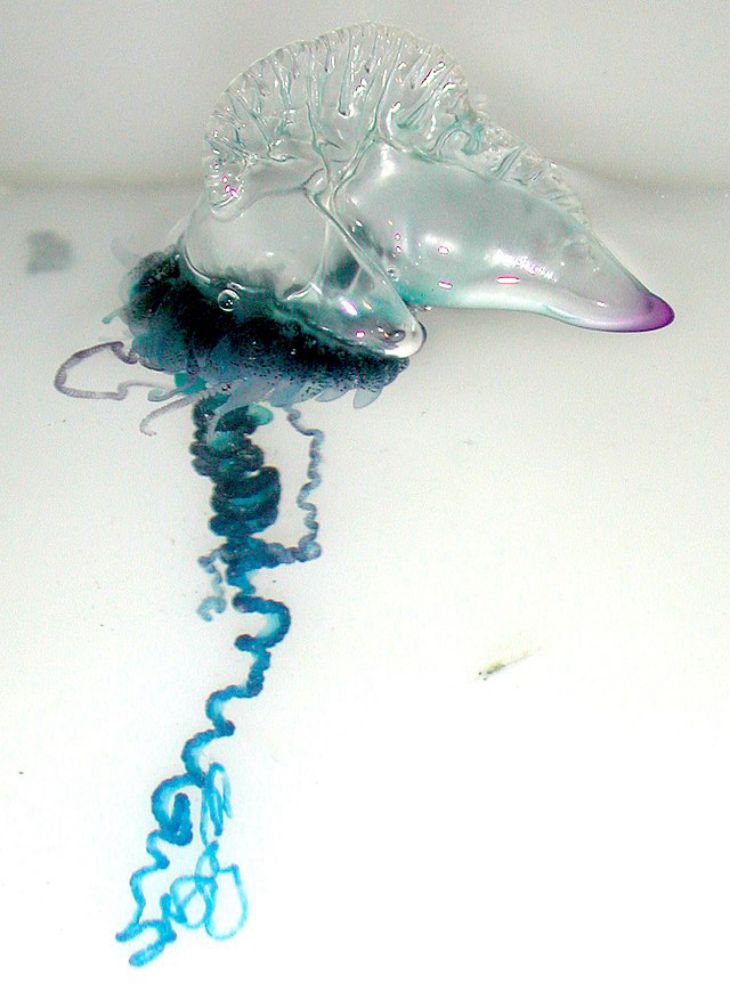 Portuguese man o' war - Wikipedia