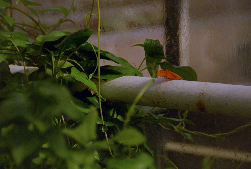 an orange julia heliconian (?) butterfly sits on a white painted pipe in a butterfly centric greenhouse with green leaves just a bit to the left of the butterfly