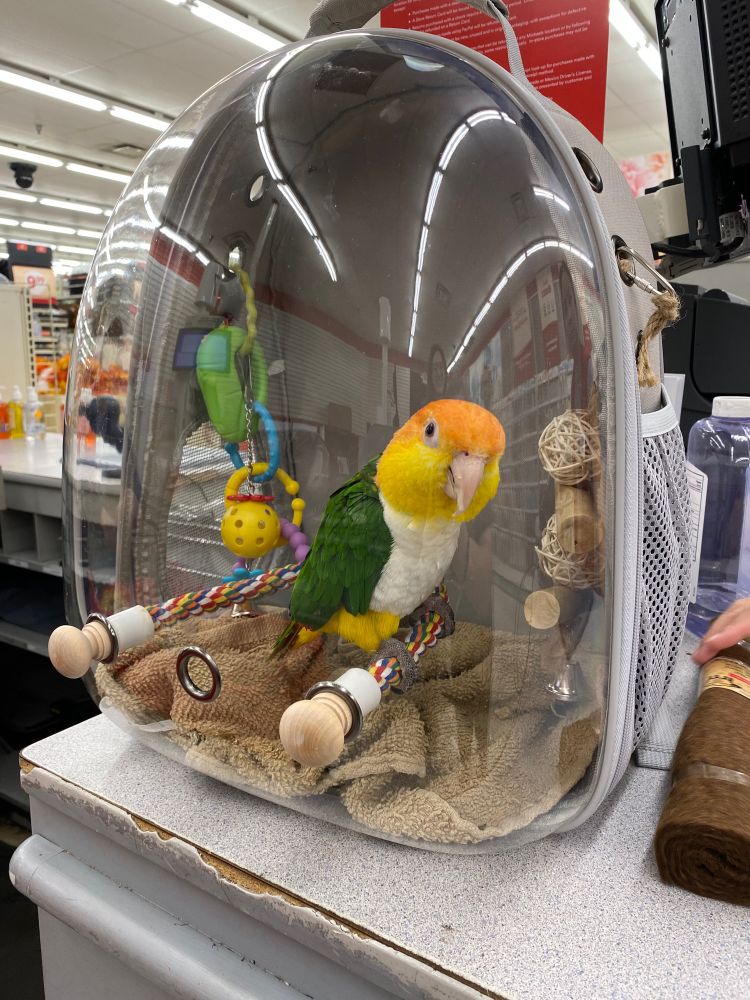 a photo of a small parrot with a white chest, green back and wings, yellow cheeks, and orange on the top of its head. it’s perched on a rope perch inside a small backpack carrier with a clear plastic bubble front, with several other toys clipped to the sides. it is incredibly adorable.