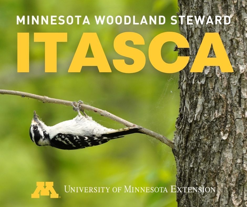 A cute little woodpecker perched upside-down on a twig in front of a unfocused green background. Overlay text reads "Minnesota Woodland Steward Itasca, University of MInnesota Extension"