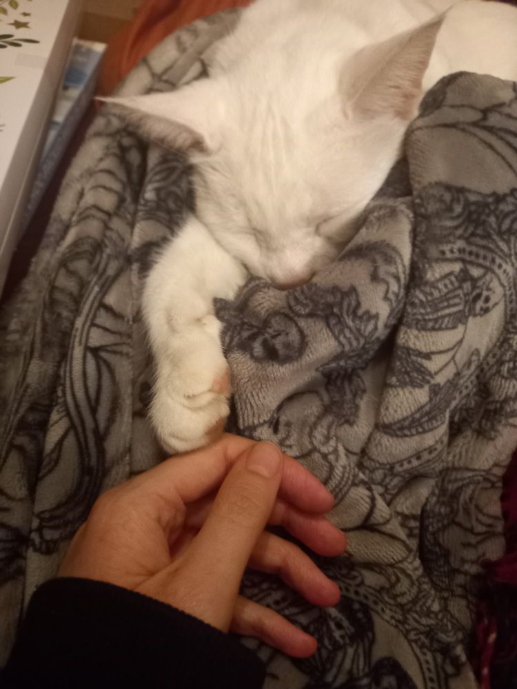 Andrea reaching out to Caspers outstretched paw. He is on a grey blanket. 