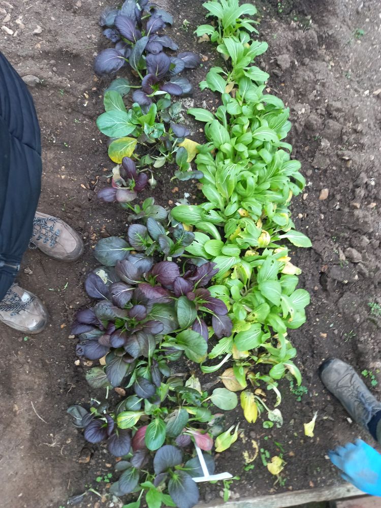 Row of red and green pak choose in ground with two sets of feet and blue glove for picking 