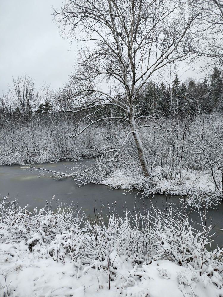 Fresh fallen white snow on a tree near a small duck pond