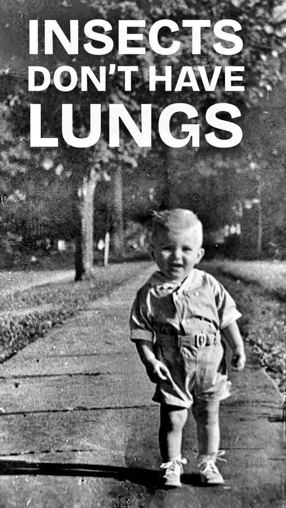 A small boy looking happy. Black and white. Words INSECTS DONT HAVE LUNGS