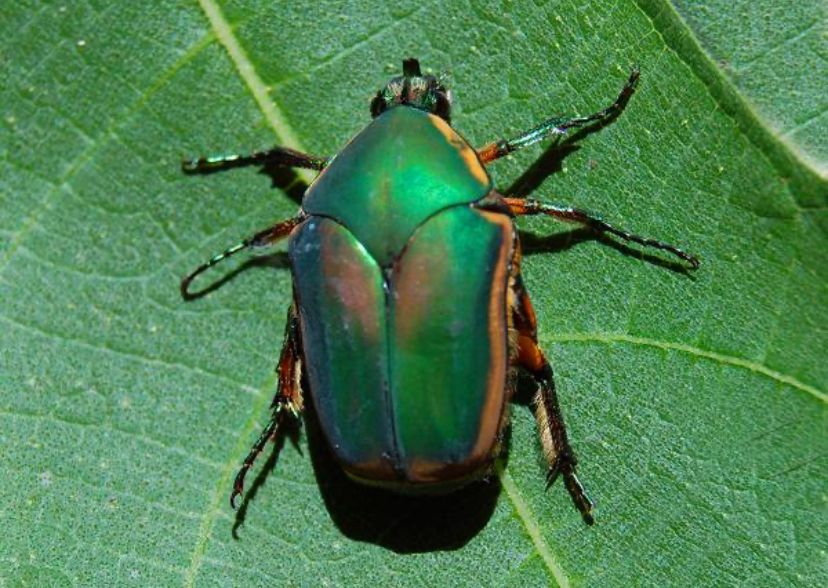 green june beetle on a leaf