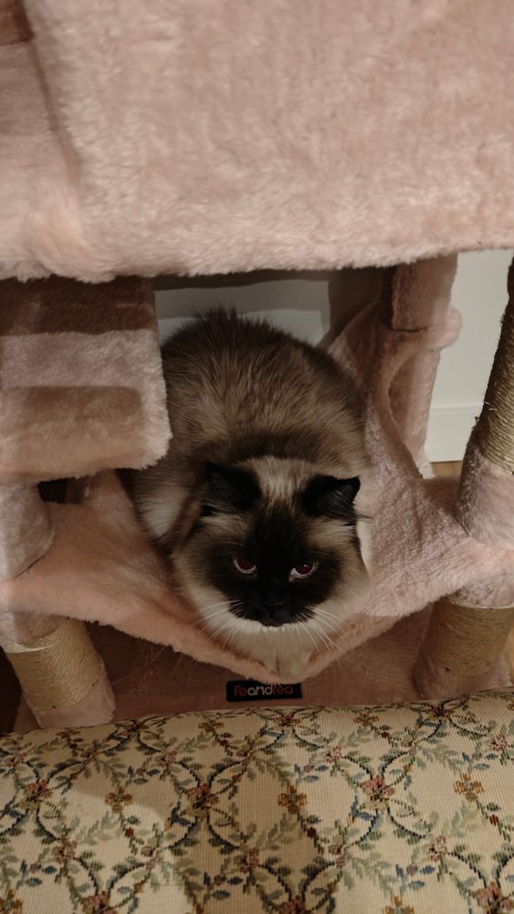 Fluffy cat sitting in a cat tree hammock staring up at the camera.