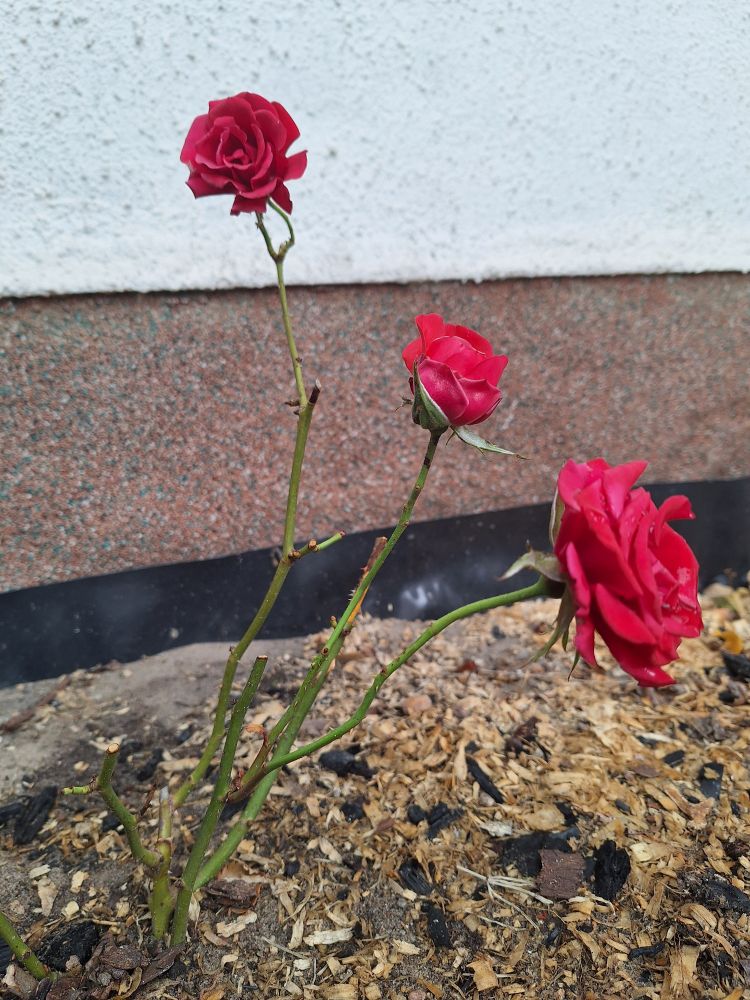 A tiny red rose with three flowers yet not a single leaf.
