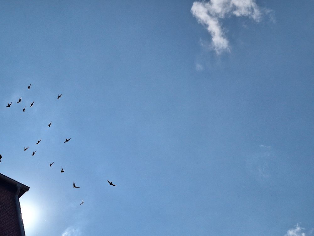A low flying screaming party of swifts pass the corner of a house.