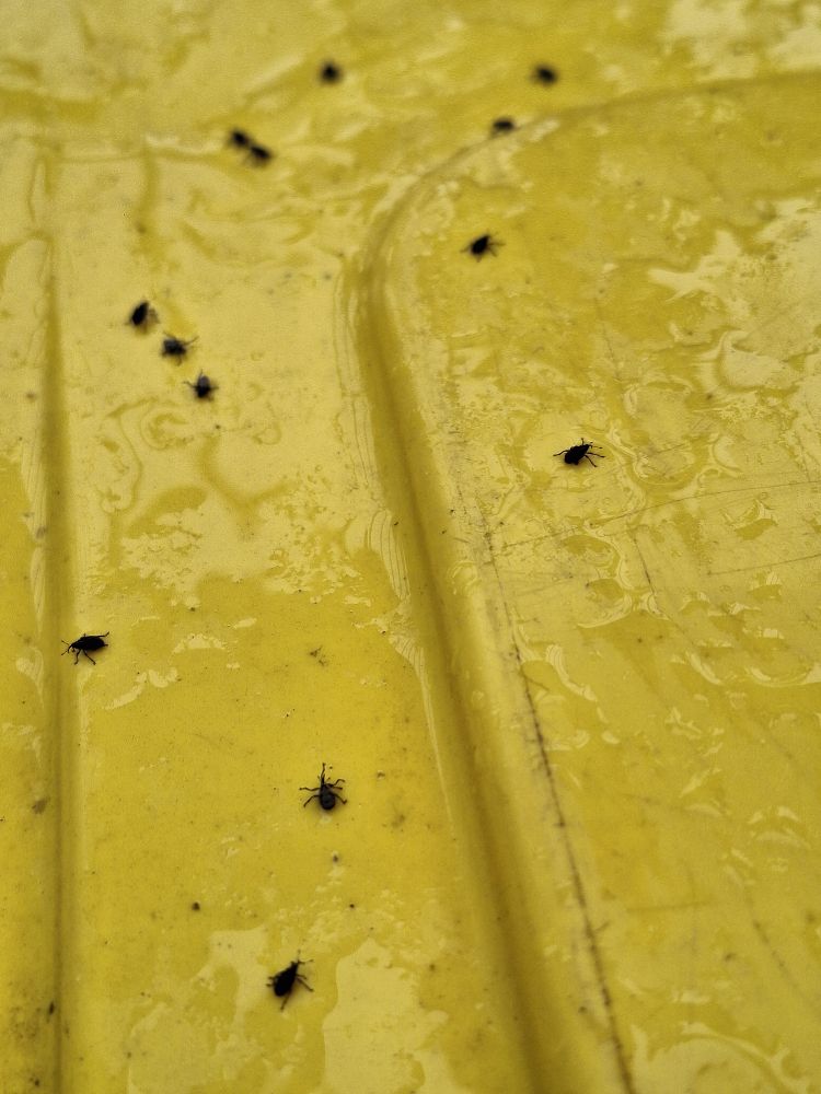 A mass of tiny weevil beetles gather on the lid of our yellow trash bin.