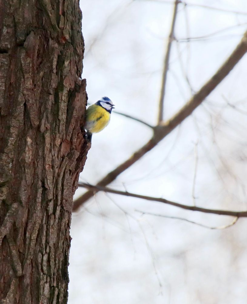 blue tit on a tree