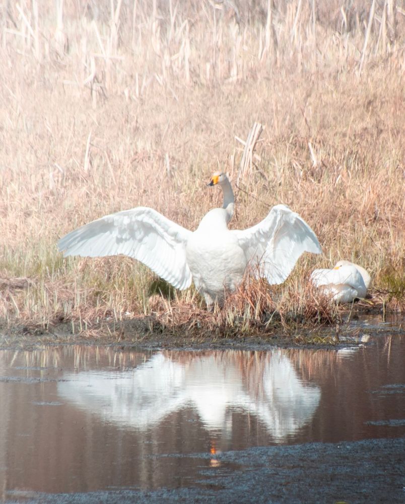 two whooper swans, one spreading its wings, reflection from water. 🇫🇮: laulujoutsen
