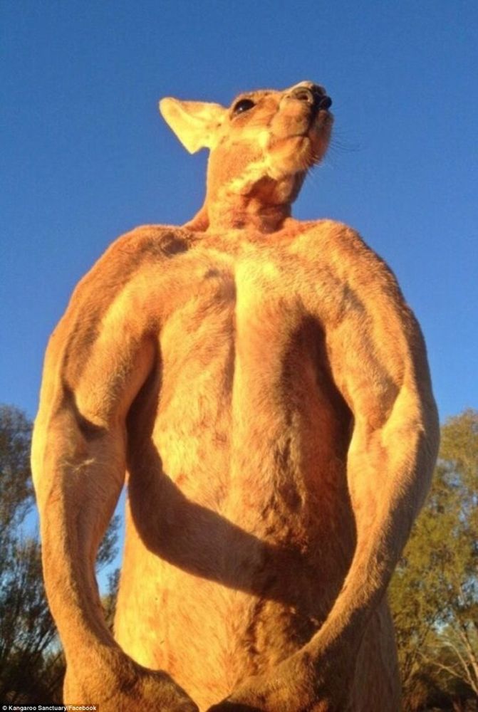Photo de roger un kangourou mâle fortement musclé