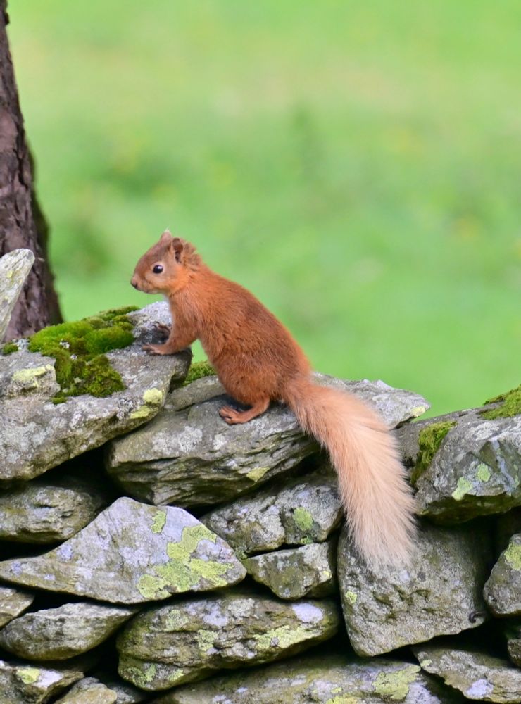 A red squirrel on a dry stone wall