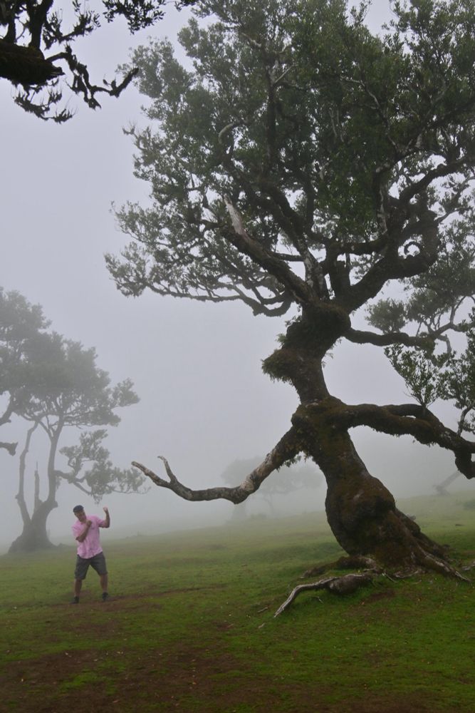 A particular Laurel tree in Fanal forest, Madeira, known as the witch tree. I fought it bare-handed and [ahem] rang rings around it