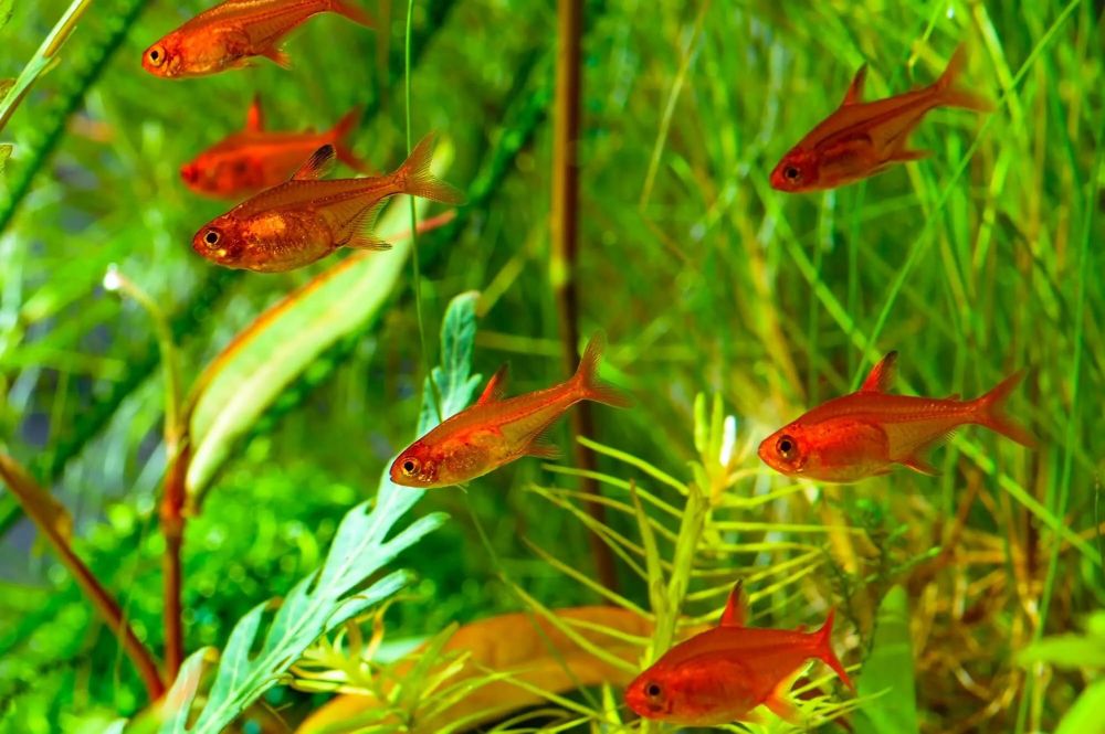 A picture of ember tetras I stole off the internet. They are small red aquarium fish. They’re aligned in a way that recalls football players in formation.