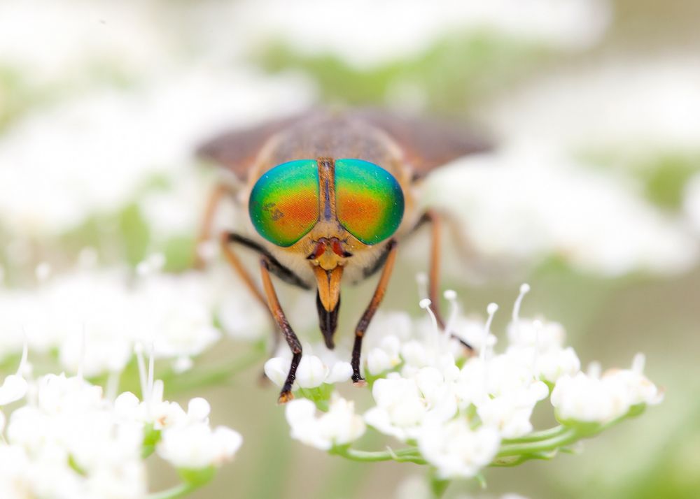 Fotografía de la mosca Philipomyia aprica.
