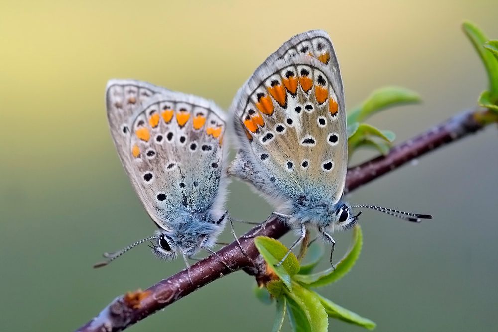 Fotografía de una cópula de la mariposa de la familia Lycaenidae (Polyommatus icarus)