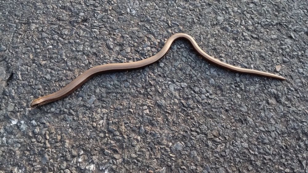 A small snake on concrete