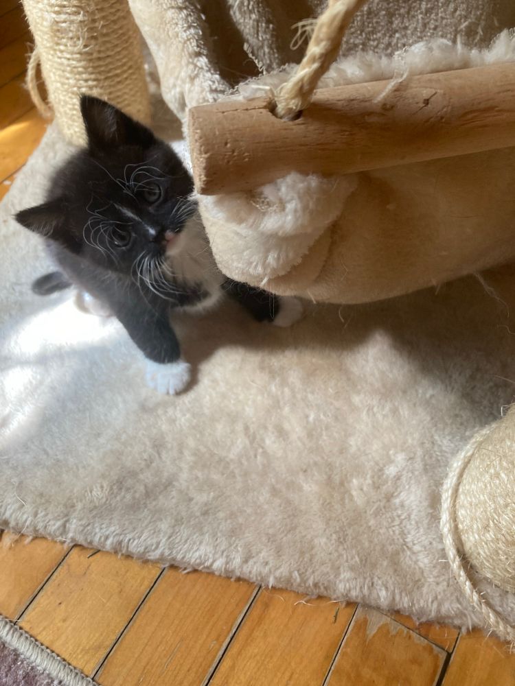 Cute photos of a kittens about four weeks old. A fluffy gray one and two tuxies.