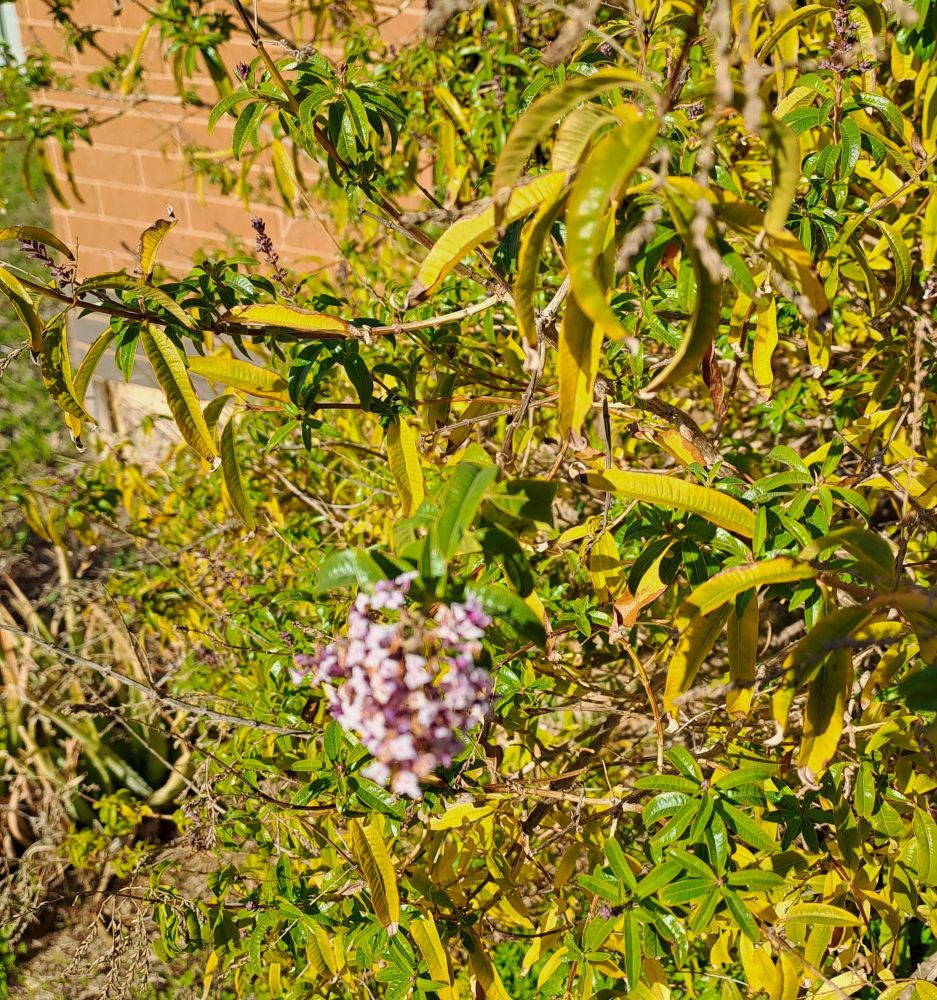 Winter Solstice morning. Lemon verbena bush has yellowing leaves (for winter shutdown) and lots of pinky lilac small flower umbrels.