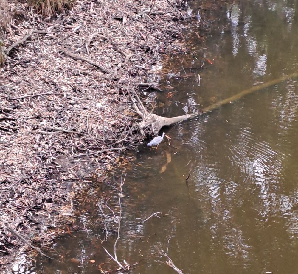 Riverbank with grey heron looking for breakfast.