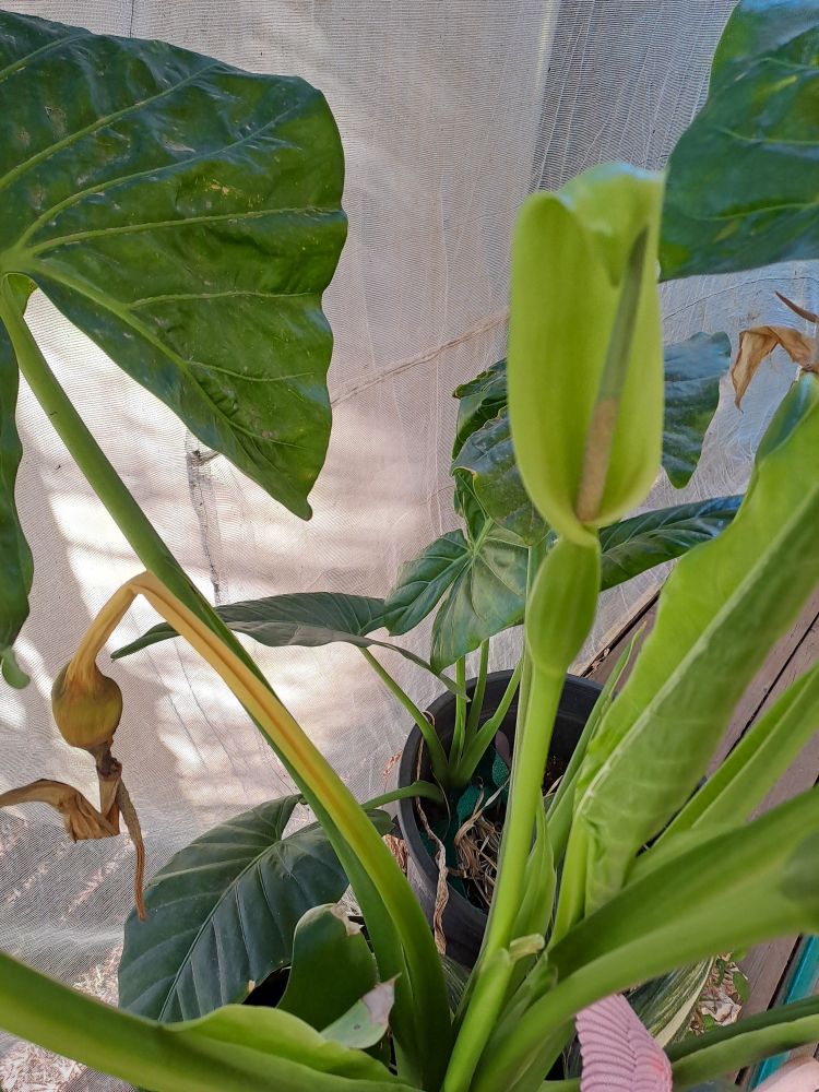 Elephant ear plant in flower, older flower drooping to the left side. Backgrouns id younger elephant ear and insect netting.
