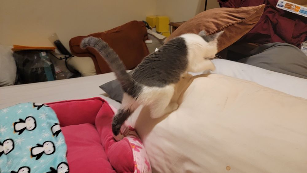 A grey and white kitten climbs over pillows. The kitten is blurry from motion.