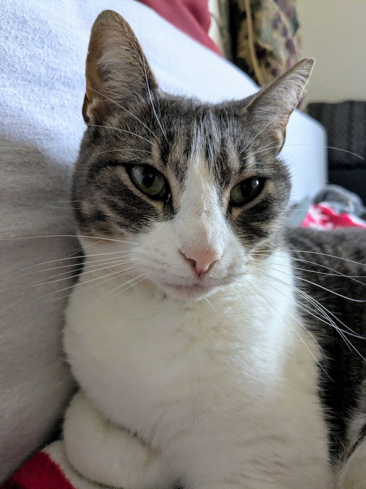 A close-up portrait of a gray and white cat with green eyes and a pink nose, looking directly at the camera.