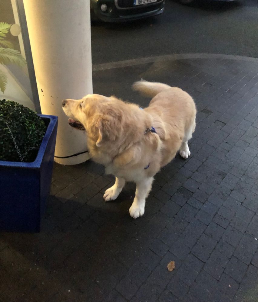 Lovely golden retriever waiting for its human to emerge from the polling station