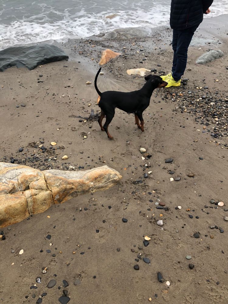 German pinscher pup on beach