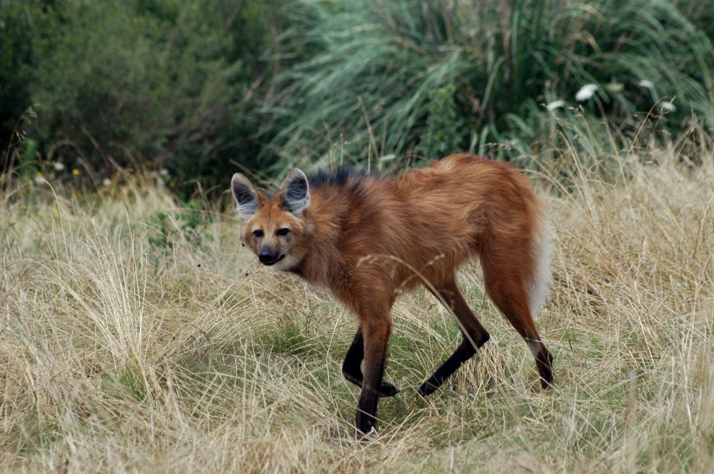 A photo of a giant fox called Aguara Guazu in Argentina. https://commons.wikimedia.org/wiki/File:Aguara1.jpg