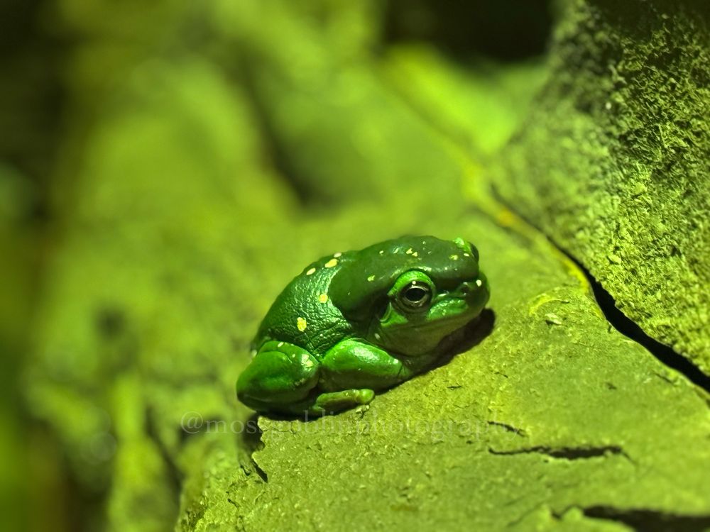 A very green frog with yellow spots sits politely on a green mossy rock in a green lit enclosure 